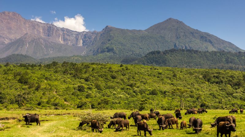 Buffaloes in front of Mount Meru, Arusha National Park, Tanzania