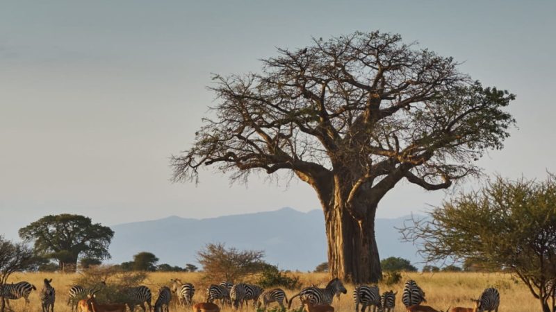 TARANGIRE NATIONAL PARK