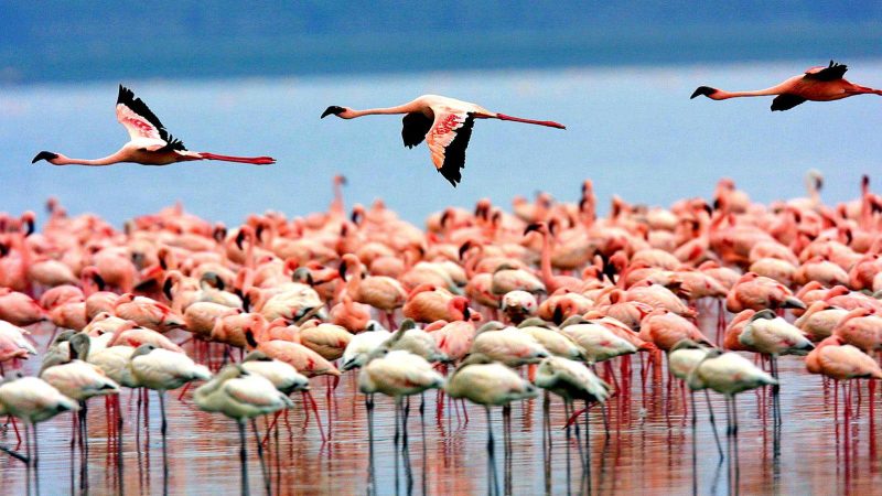 Lake-Manyara