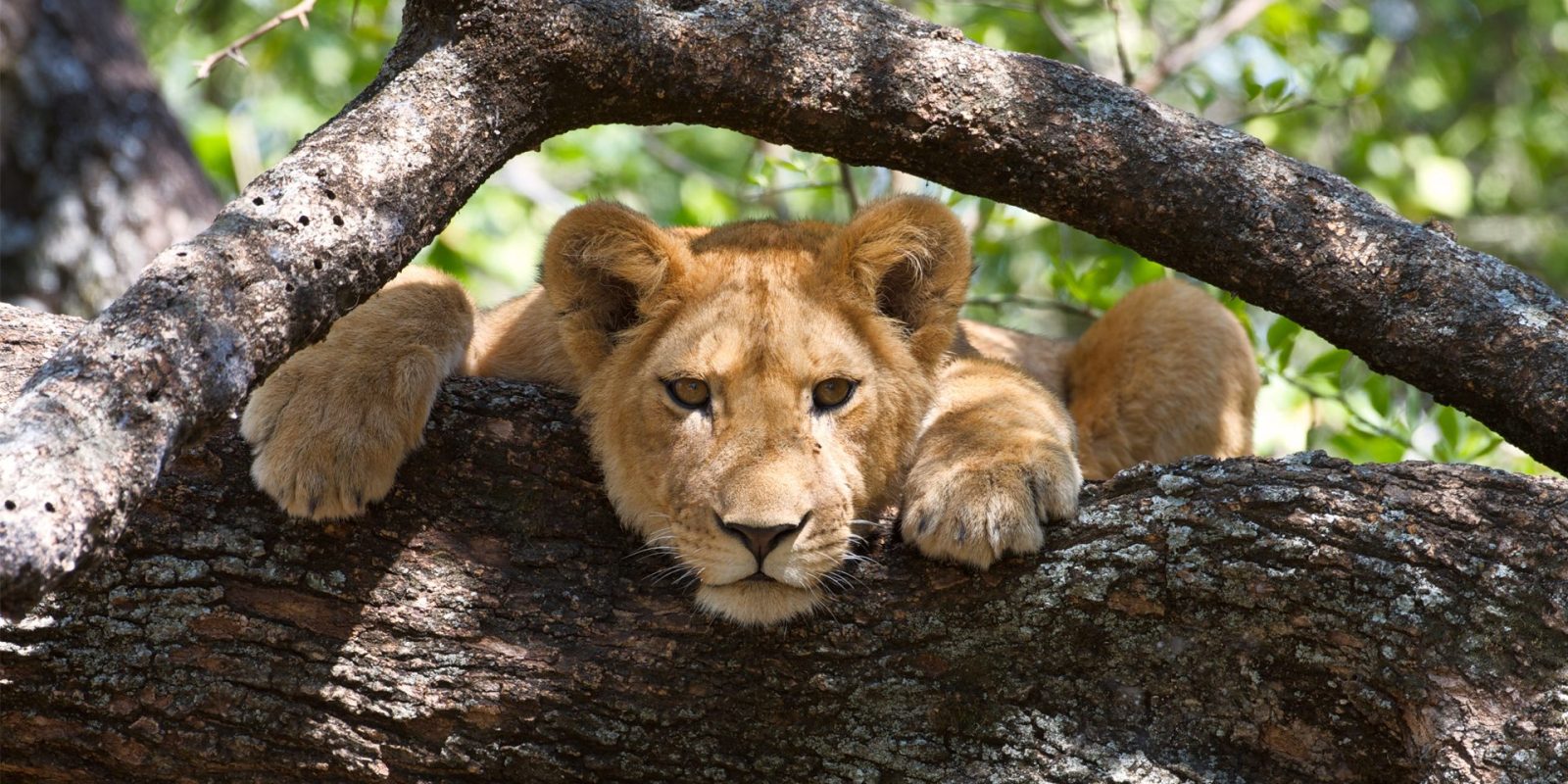 LAKE MANYARA NATIONAL PARK