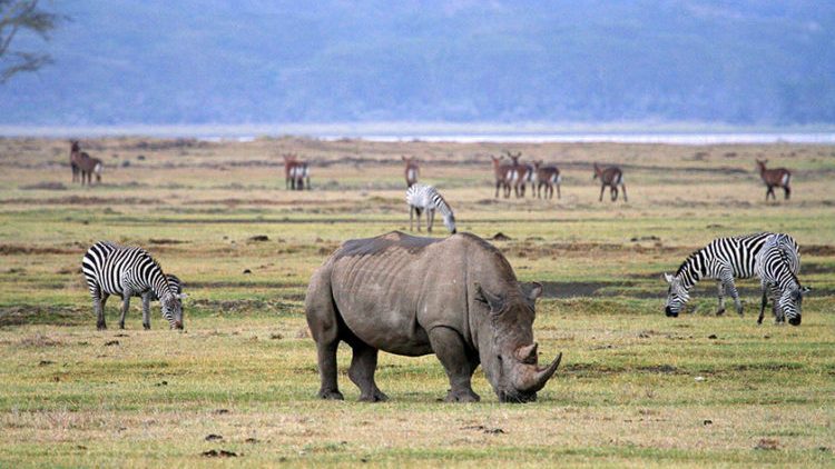 Rhino in Ngorongoro