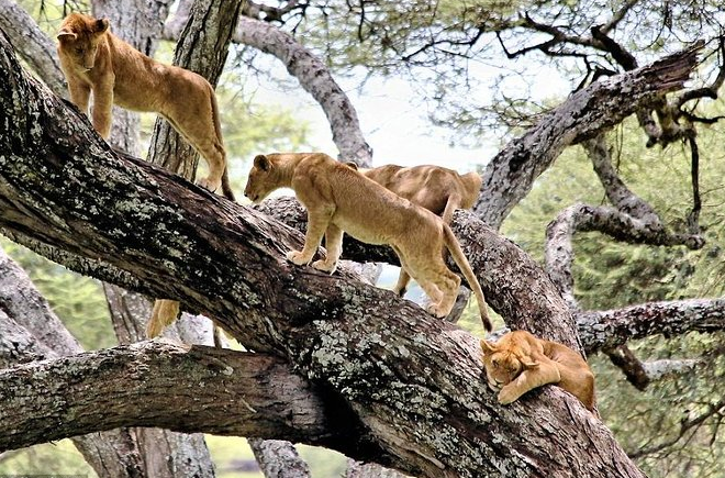 lake manyara