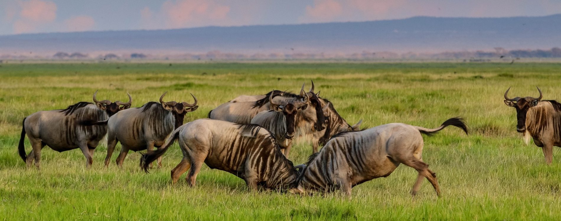 wildebeest migration