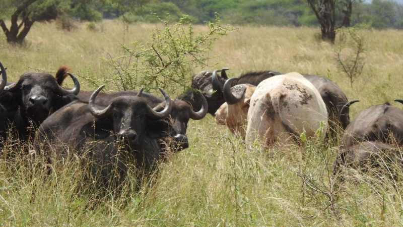 White buffalo seen in Tarangire National Park