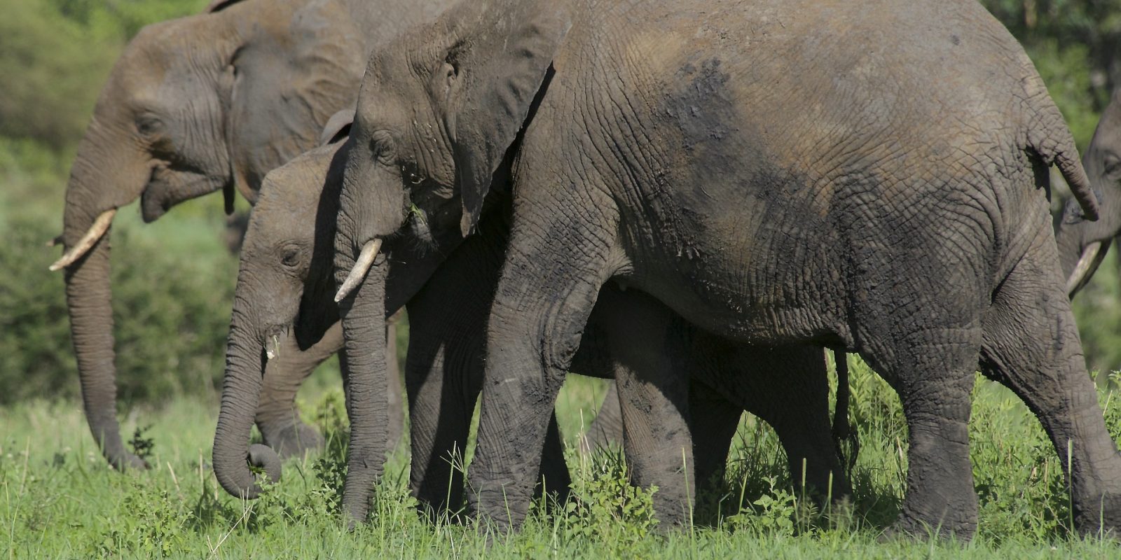 Tarangire National Park