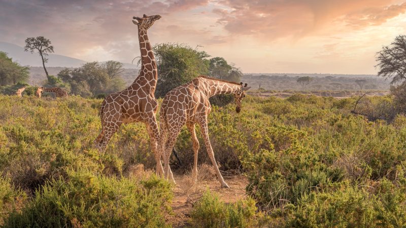 ARUSHA NATIONAL PARK