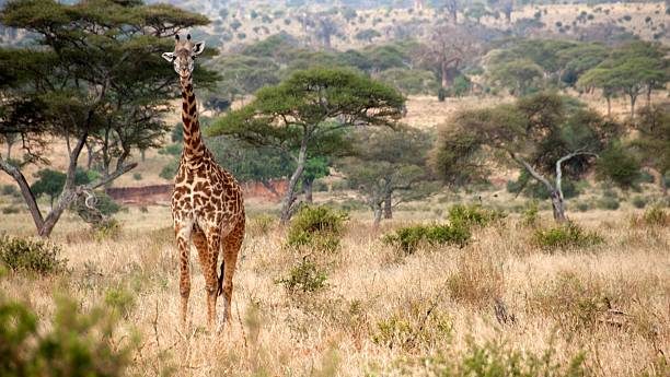 Tarangire National Park