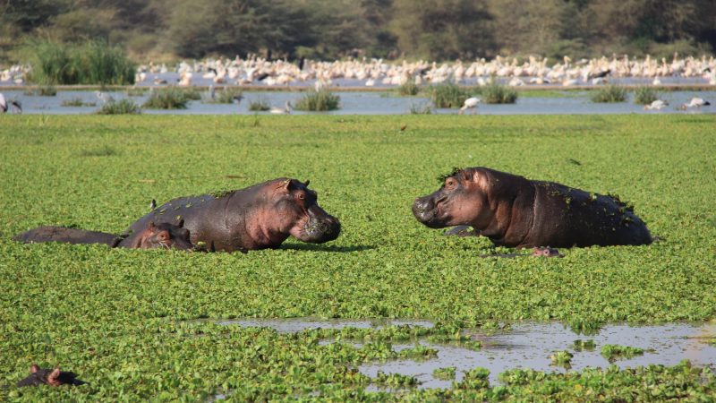 lake-manyara