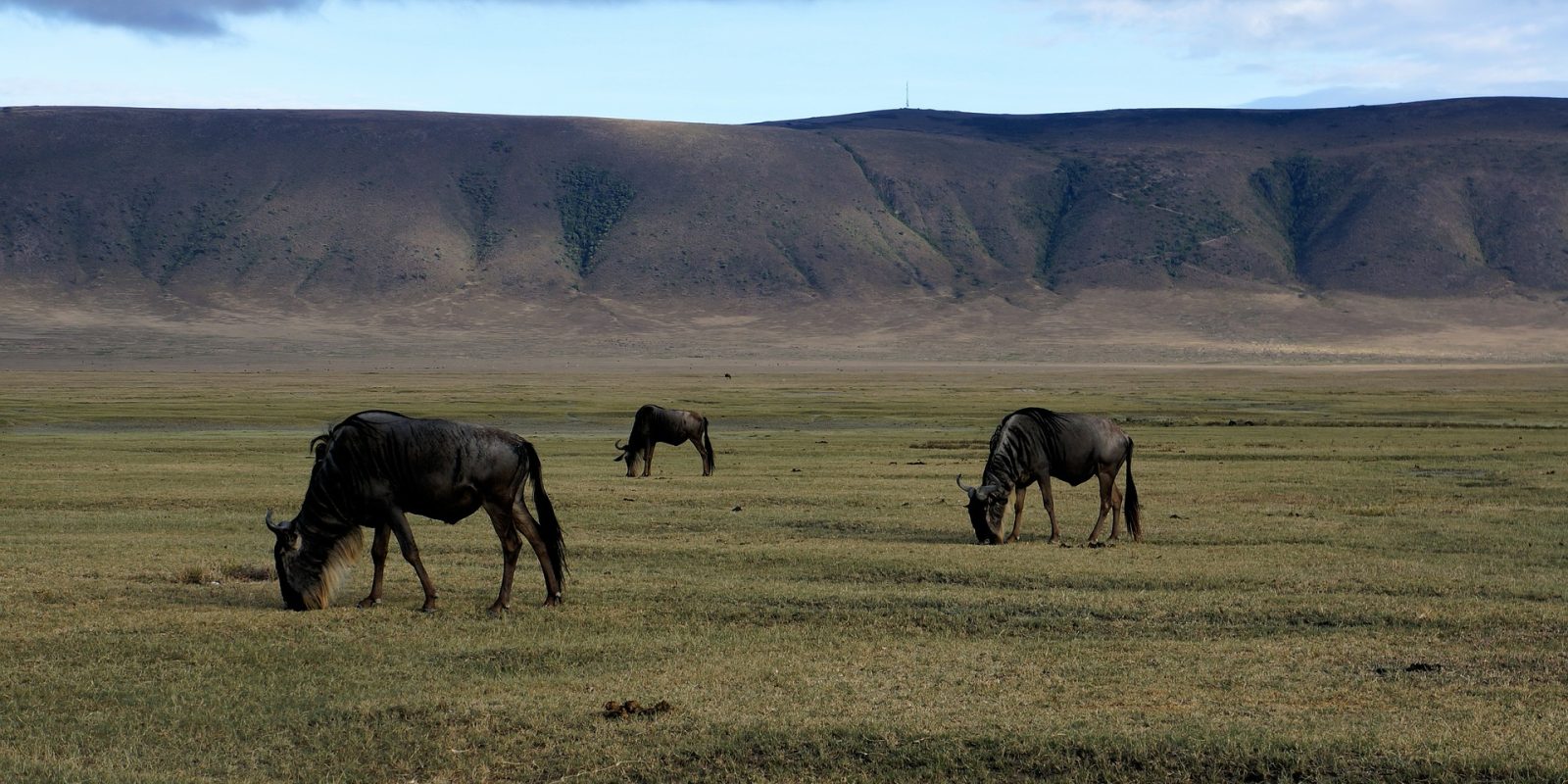 NGORONGORO