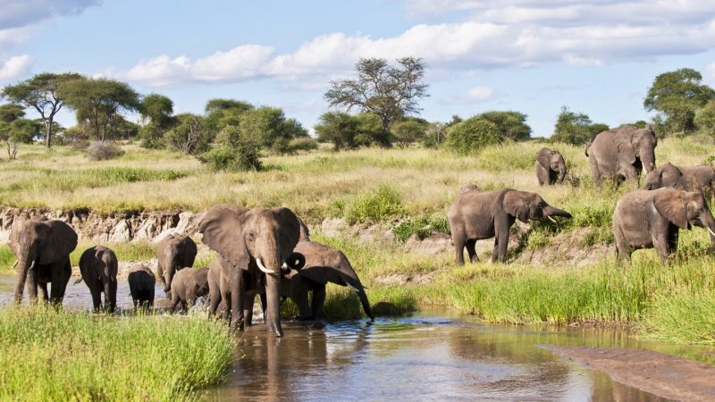 TARANGIRE NATIONAL PARK