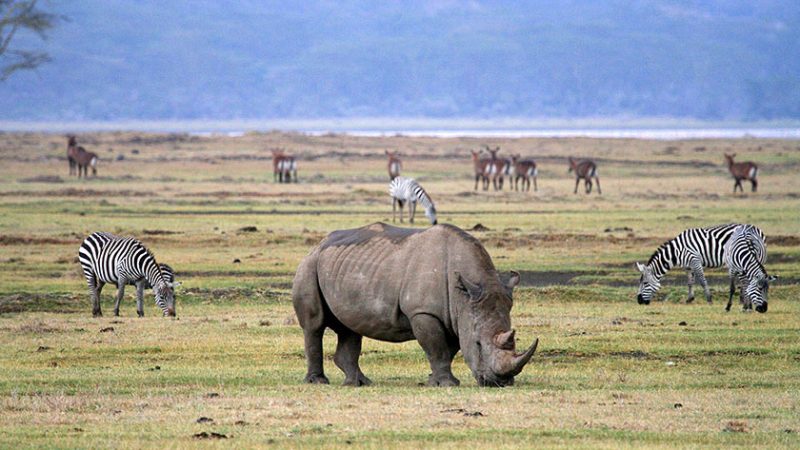 NGORONGORO CRATER