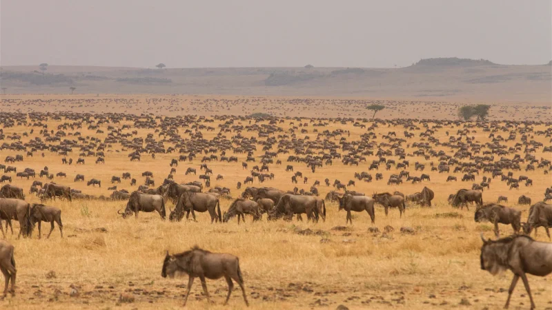 serengeti plains