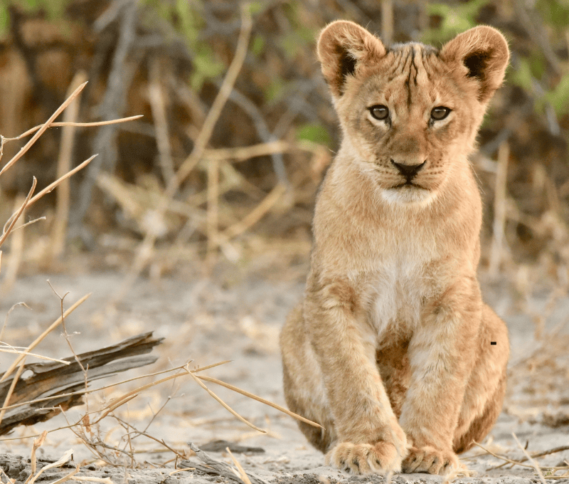 Natamani Africa Safaris