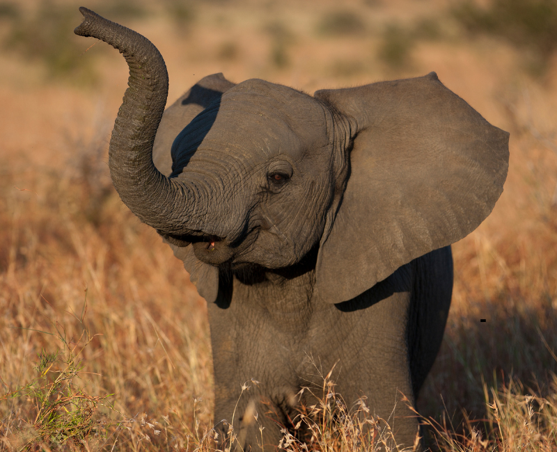 3 DAYS TEMBO ADVENTURE SAFARI